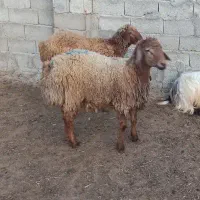 گوسفند
