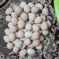 تخم شاخدار وتخم مرغ