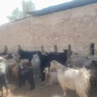 بز وکهره روزگاری