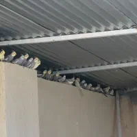 عروس هلندی