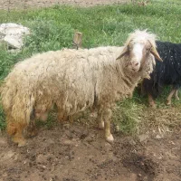 ورن داشتی. حساوی بپره