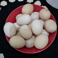 تخم مرغ شاخدار