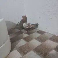 ماده سینه
