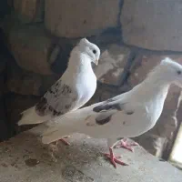 پلنگ کم خال