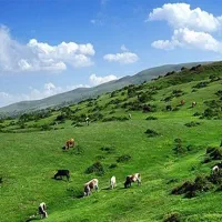 زمین