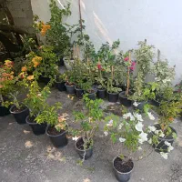 گل کاغذی|گل و گیاه طبیعی|پره‌سر, |دیوار