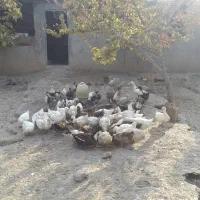 اردک پکنی مولد جوان