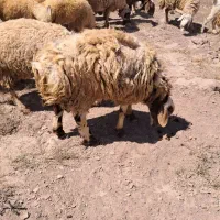 بره چاق