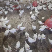 جوجه