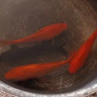 ماهی|ماهی|تربت جام, کشتارگاه|دیوار