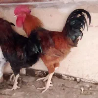 خروس ولایتی(محلی ،خانگی)تربت حیدریه.توحید12