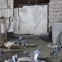 یک عدد سبز پولکی