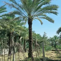 زمین