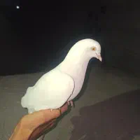 کبوتر پتی والا