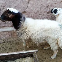 قوچ