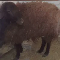 میش و بره نر پاک