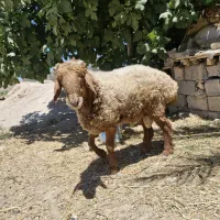 یک راس قوچ داشتی