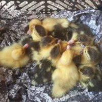 اردک اسرائیل ۱۲ عدد دونی ۲۰۰ تومن