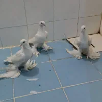 کبوتر