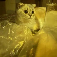 گربه اسکاتیش شورت هیر سیلور چشم رنگی