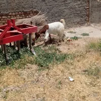 بز و بزغاله اول شکم