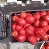 گوجه فرنگی درجه یک