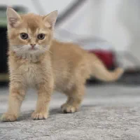 واگذاری برتیش گلد خالص نصف فیمت