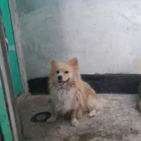سگ پامر نر