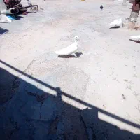 کلاغ نواری ماده