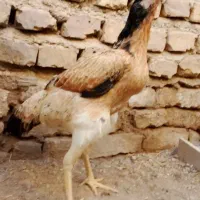 جوجه لاری اوشامو