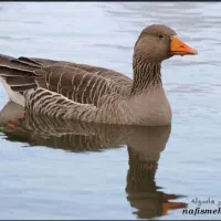 غاز ماده