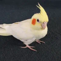 جوجه عروس هلندی