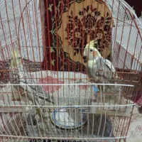 عروس هلندی و موتور هندا