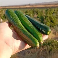 خیار خیار شوری اعلا
