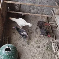 مرغ خروس لاری