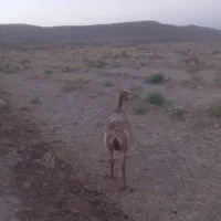 میش