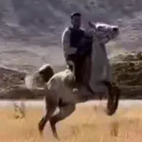 مادیان کورد سواری دار و شجره دار سر دمگیر