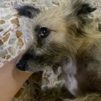 سگ گمشده