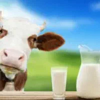 دوغ،ماست،شیراز