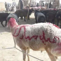 قصابی