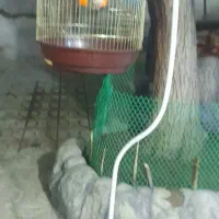 قفس