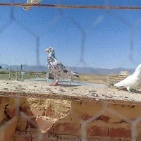 نرو ماده به شرط همه چیز
