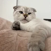 گربه اسکاتیش نر ۳ ماهه