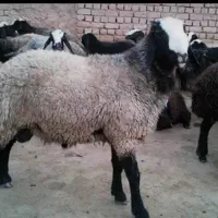 گوسفند فقط و فقط خونی کف قیمت