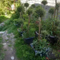 گل گیاه بیرونی