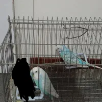 مرغ عشق آلبینو