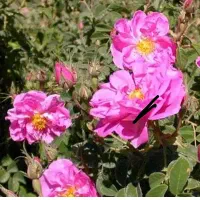 گل محمدی قزل گل منطقه سرو