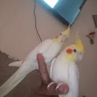 عروس هلندی نر ماده