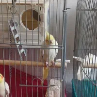 عروس جفت مولد به شرط