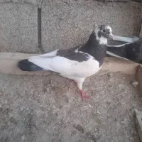 کبوتر به شرط ساعتی